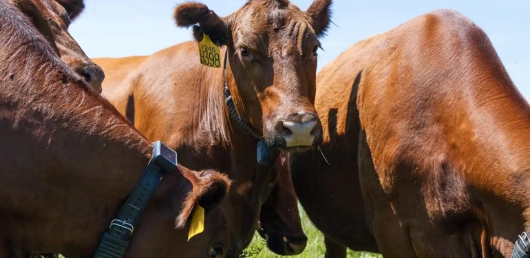 İnekleri artık yapay zeka kontrol ediyor: Çobanlar tarihe karışıyor