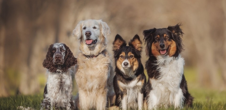 Türkiye’de en eski evcil köpek kalıntıları bulundu: Tarih 5.000 geriye çekildi